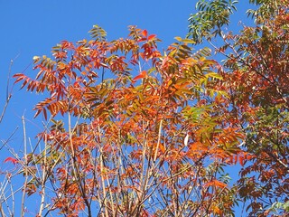 ヤマハゼの紅葉と青空