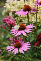 A butterfly and a bee while working on the flowers of Echinacea