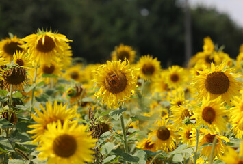 Fototapeta premium Yellow Sunflowers growing in a field. Natural sunflower background.