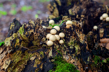 Mushrooms on a tree in a German forest