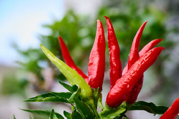 Red chilli peppers ripening on the plant