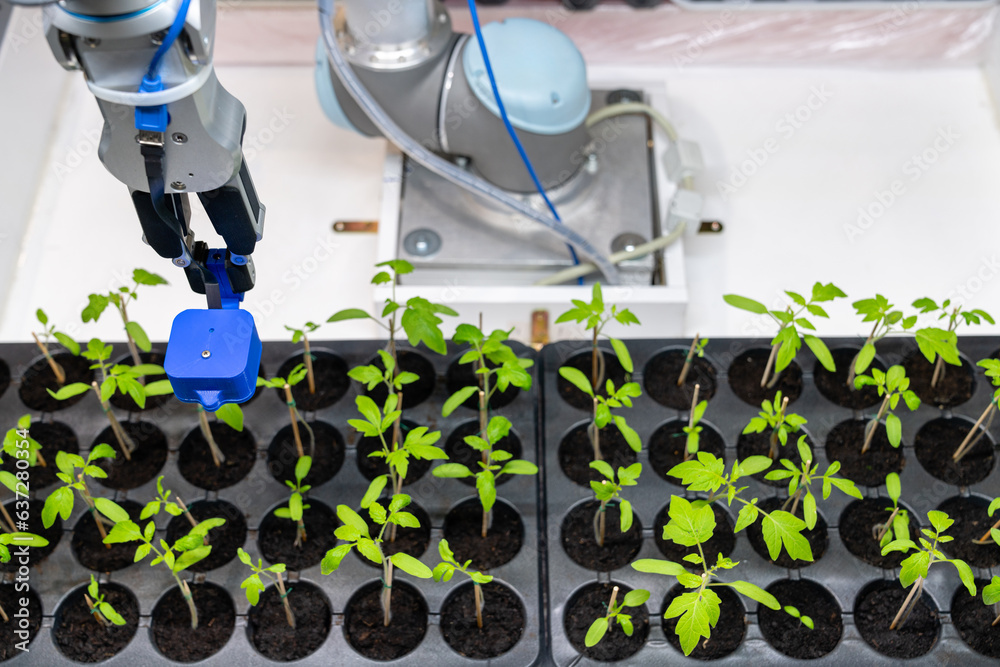 Poster A robot in a greenhouse evaluates the quality of tomato seedlings using a sensor. Smart farming concept.