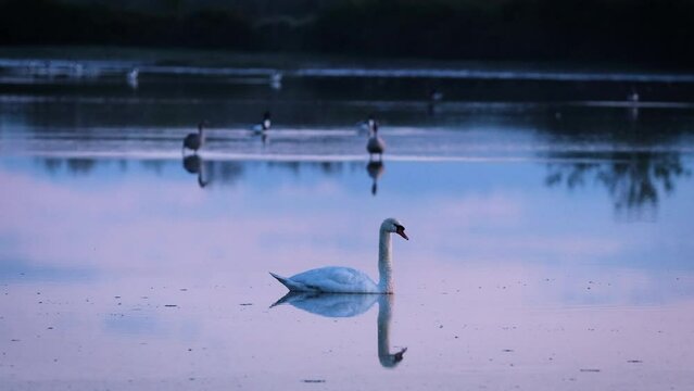 Before Sunrise moments of Beautiful Colors on Delta of River Soča over a Swan that is waking up 