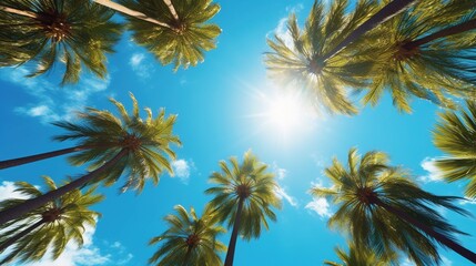 Fototapeta na wymiar palm trees on blue sky