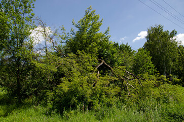 Old broken tree on the background of green grass and blue sky.