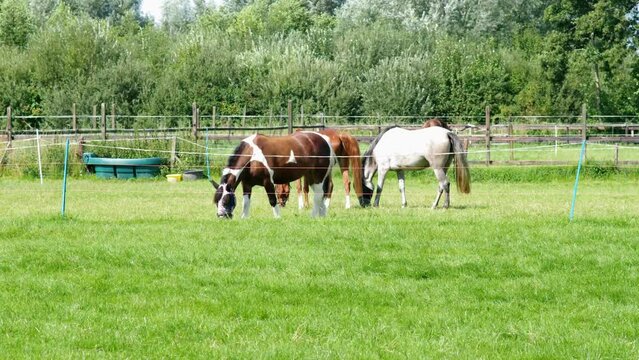 Horses graze in green meadow
