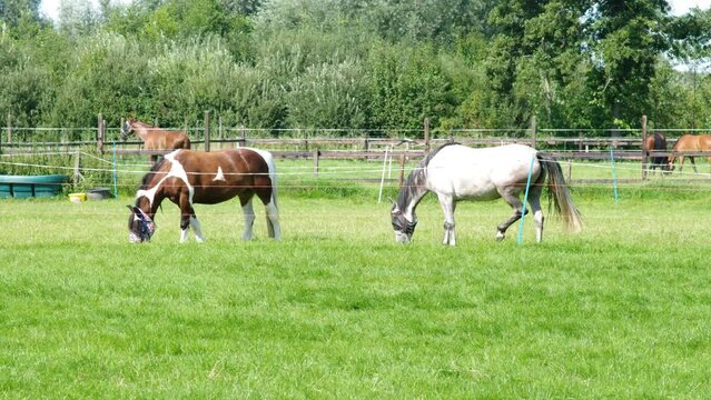 Brown and white horses graze in green meadow