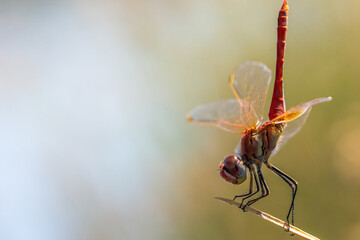 Macro photo of the red arrow dragonfly. Dragonfly with striking colors. Small winged insect.