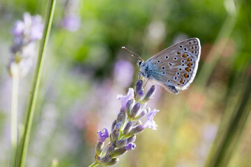 Papillon