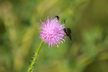 Closeup of spiny plumeless thistle flower with insects on it and green blurred plants on background