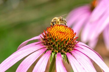 Bee pollinator echinacea flower.