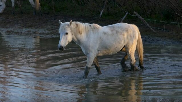 White wild Horse walking over water in first morning lights - isola della cona Italy
