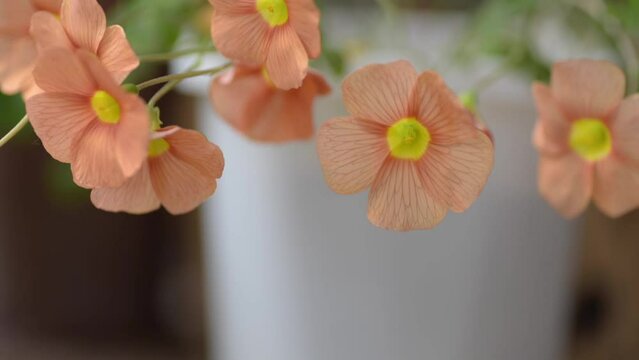 Time-lapse video of flowers blooming