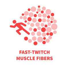 Human skeletal muscle fiber types. Fast twitch white muscular tissue structure typical for sprinters. Sport and health concept. Medical vector illustration.