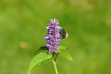 Close up Common carder bee (Bombus pascuorum), family Apidae on flowering anise hyssop (Agastache foeniculum), family Lamiaceae. Dutch garden, Summer, August