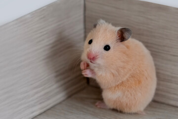 Hamster standing on its hind legs. Hamster hid in the corner