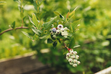 Fresh green blueberry at bush branch or shrub at garden or fruit farm field