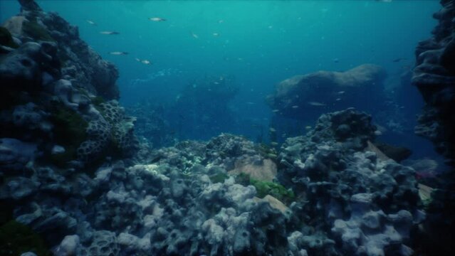 Sea or ocean underwater coral reef