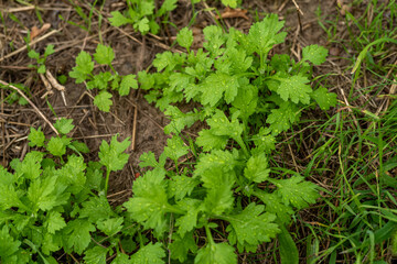 Beifuß im Frühling auf Wiese