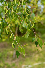 Birken Ast mit Blättern und Früchten