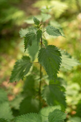 Brennnessel mit Samen im Sommer