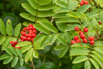 Eberesche mit Beeren 