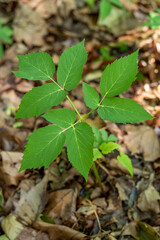 Fototapeta premium Giersch im Sommer
