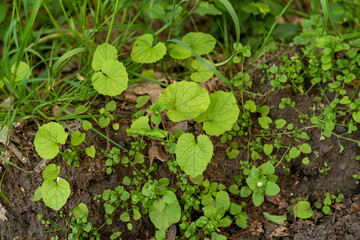 Knoblauchrauke im Frühling