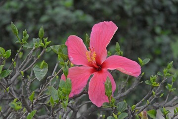 pink hibiscus flower