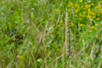 Spitzwegerich / Wegerich in der Blüte am Wegrand