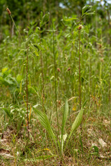 Spitzwegerich / Wegerich in der Blüte am Wegrand