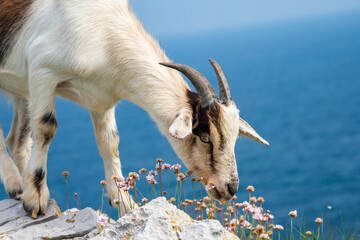 Cute baby mountain goat goat during springtime in the mountains 