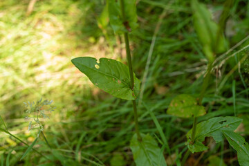 Sauerampfer Blätter