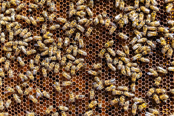 Abstract hexagon structure is honeycomb from bee hive filled