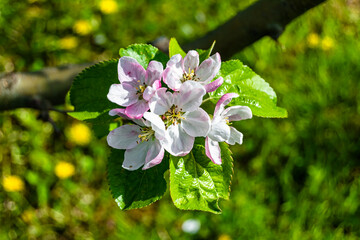 Photography on theme beautiful fruit branch apple tree with natural leaves under clean sky