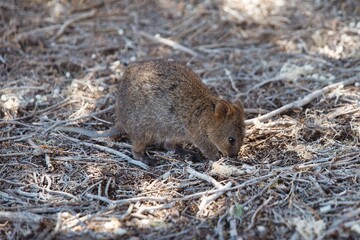 Cute small quokka looking for food on the ground. Super adorable small kangaroo called quokka. Setonix brachyurus in between branches. Nice and curious small kangaroo on the ground. Australian animals