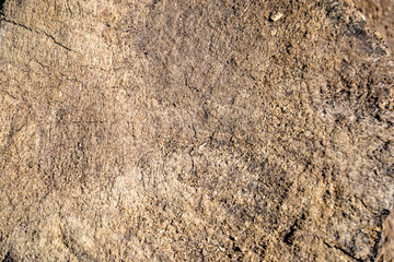 Beautiful wooden fracture old oak, natural texture close up
