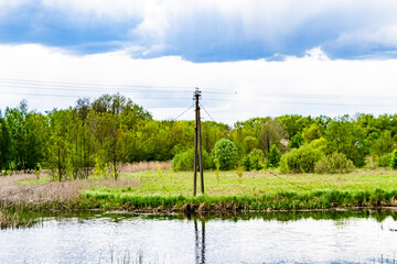 Obraz premium Beautiful grass swamp reed growing on shore reservoir in countryside