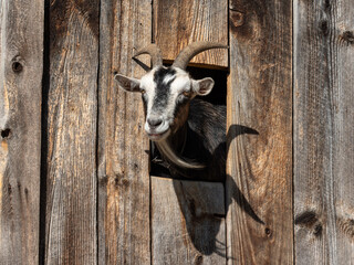 close up of a goat