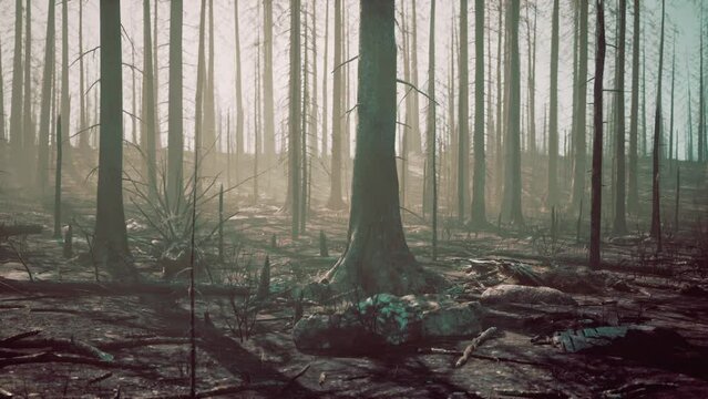 Broken trees in woods after bombing or artillery fire