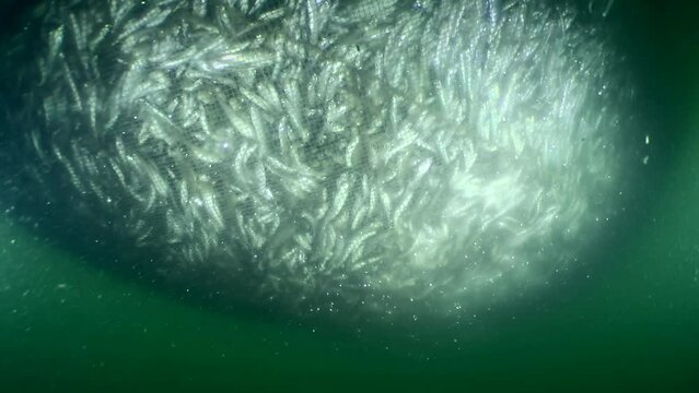 Fish inside a fishing net: as the fishermen raise the net, the density of the school of fish increases so much that their friction removes the scales from their bodies, which forms a cloud around.