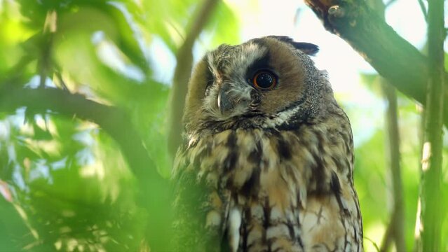 Close up detail of long eared owl (Asio otus) gazing bizarrely around from dense branch deep in crown. Wildlife dark tranquil portrait footage of bird head in detail in natural habitat background.