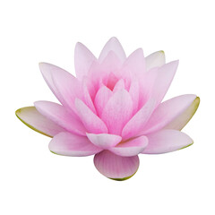 pink lotus on transparent background
