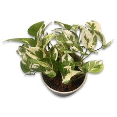 flower cutout with white color background