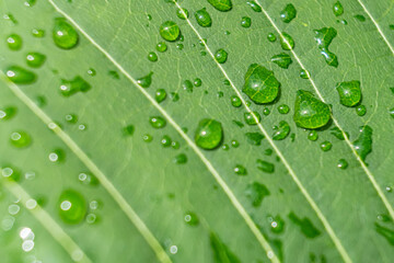 Macro closeup of Beautiful fresh green leaf with drop of water after the rain in morning sunlight nature background.