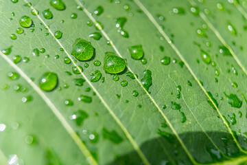 Macro closeup of Beautiful fresh green leaf with drop of water after the rain in morning sunlight nature background.