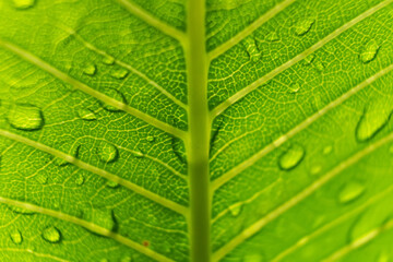 Macro closeup of Beautiful fresh green leaf with drop of water after the rain in morning sunlight nature background.