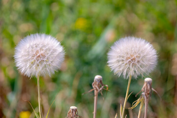 Soft selective focus of white fluffy flower with green grass meadow as backdrop, Tragopogon dubius is a species of salsify, Flowering plants in the family of Asteraceae, Nature floral background.