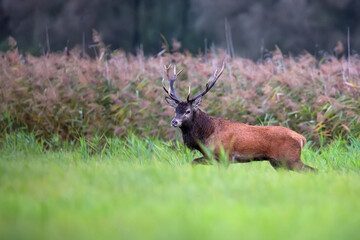 Red deer in a clearing in the wild