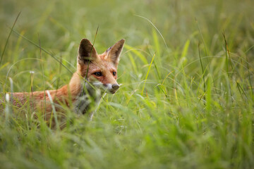 Red fox in the grass in the wild